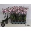 product/img.floraplaza.nl/115341-12-LIVE_fotos-0x2CE5A274DC7BE6C3B035942DF0EECE87EF273B26.jpg