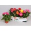 product/img.floraplaza.nl/115402-12-LIVE_fotos-0x4EF0DDC66BDE8DD97D78AF9FEBCB26F985D417E6.jpg