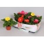 product/img.floraplaza.nl/115402-9-LIVE_fotos-0x93075B5DFC1BAF935D783B74439E446DCFC2E4BA.jpg