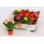 product/img.floraplaza.nl/115402-9-LIVE_fotos-0xCCD815F5811C607F3E9E5F8A92E47A0032E53351.jpg