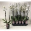 product/img.floraplaza.nl/115445-12-LIVE_fotos-0x28A9CF5AA0BC3144EDEADAE0EAC08D465F1A0994.jpg