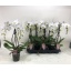 product/img.floraplaza.nl/115445-12-LIVE_fotos-0xE6912582EB83DA2903EF3A31DAEB9F47B04A9CF0.jpg