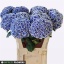 product/img.floraplaza.nl/115460-80-LIVE_fotos-0xB97D08E8EFAA92836B8EC8FE2C58EAC6D82A5071.jpg
