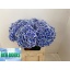 product/img.floraplaza.nl/115460-80-LIVE_fotos-0xBA03B842A40C415A647757B777C9A1401776FC6B.jpg