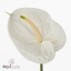 product/img.floraplaza.nl/115541-ART_Fotos-VBN-vbn115541.jpg