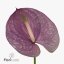product/img.floraplaza.nl/115542-45-ART_fotos-VBN110000-vbn115542.jpg