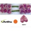 product/img.floraplaza.nl/115542-45-LIVE_fotos-0x985B69F7D20C54C09C1B17D37E159B37CA773EEC.jpg