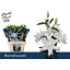 product/img.floraplaza.nl/115551-85-LIVE_fotos-0x64978CA000D5C42D36E142384F9FB75E53CD7B55.jpg