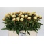product/img.floraplaza.nl/115575-55-LIVE_fotos-0xD219766636D1527489C00FA3ED7A06548DCBB31B.jpg