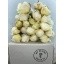product/img.floraplaza.nl/115575-55-LIVE_fotos-0xFC2BE3C5CE0B9BFD3430A1BB6A2E7A2BAC2BEAF2.jpg