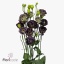 product/img.floraplaza.nl/115610LUGT-ART_fotos-VBN-vbn115610.jpg