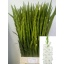 product/img.floraplaza.nl/115659-105-LIVE_fotos-0x65E6EFE7DACAD72D1854ADB83BAA4A8F3D8C3E85.jpg