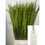 product/img.floraplaza.nl/115659-105-LIVE_fotos-0x9C586BF7CC3F6F680C222918763FBDC4D09559AD.jpg