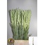 product/img.floraplaza.nl/115659-105-LIVE_fotos-0xBE58456F35487037D54781B9A66DA165C443987E.jpg
