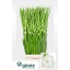 product/img.floraplaza.nl/115659-120-LIVE_fotos-0x3A05E3EE377703D06EE9C2FFCEA8CAB4A8F2E35A.jpg