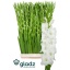 product/img.floraplaza.nl/115659-120-LIVE_fotos-0x3EFA6BE6C75A8F0BBD6EC245BE95C23A8F50DF35.jpg