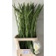 product/img.floraplaza.nl/115659-120-LIVE_fotos-0x74F3E9131CA04C5D4BE4F3356F332C0DCEDD7FA1.jpg