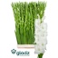 product/img.floraplaza.nl/115659-120-LIVE_fotos-0xA4FBCA2A7D62861FA430EE6A67917227F7067A50.jpg