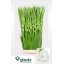 product/img.floraplaza.nl/115659-120-LIVE_fotos-0xD95E38850988D0C6EE1B1BE5CA914E39DD0884A8.jpg