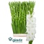 product/img.floraplaza.nl/115659-130-LIVE_fotos-0xF72A3AE89AC28066844990FA775CADF98C7A1235.jpg