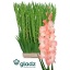 product/img.floraplaza.nl/115660-120-LIVE_fotos-0xCE78B280714767680108768142509BB3CBEB171F.jpg