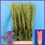 product/img.floraplaza.nl/115660-120-LIVE_fotos-0xF54C98420ACEA2157343E5CBC948BDB0BFFC62B5.jpg