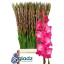 product/img.floraplaza.nl/115661-120-LIVE_fotos-0x4BD19D1D8F3E035324E29322A6E0F92F449F746A.jpg