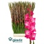 product/img.floraplaza.nl/115661-130-LIVE_fotos-0xCD3DFAD4531E59E95010E7F5BC9309DB850B5F0E.jpg