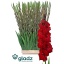 product/img.floraplaza.nl/115662-120-LIVE_fotos-0x50B211B9ABE022DE06E0E566FBD4947186527DA1.jpg