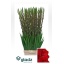 product/img.floraplaza.nl/115662-120-LIVE_fotos-0x9F028CA3A7C19CD8B743D7386158A6EB4B7A4BD9.jpg