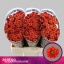product/img.floraplaza.nl/115675-55-LIVE_fotos-0x1DF98231D7A2F2ACDD7C95C2F186F1900C588B5B.jpg
