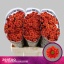 product/img.floraplaza.nl/115675-55-LIVE_fotos-0x3BF99DDA85D12D99AB512516F8047ADADCD97C94.jpg