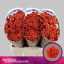 product/img.floraplaza.nl/115675-55-LIVE_fotos-0x6FBD886FE32E98B931535550988F670D197AADDC.jpg