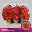 product/img.floraplaza.nl/115675-55-LIVE_fotos-0xDA6CB567482ADCDEA8BBAB83DB596E49854156E3.jpg