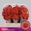 product/img.floraplaza.nl/115675-55-LIVE_fotos-0xE317379327C7E960AB2BAB783C4EB40D48FB81FD.jpg