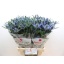 product/img.floraplaza.nl/115782-70-LIVE_fotos-0xADAF17C1D85E63CD96D7595A5F691852C1F9837C.jpg