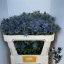 product/img.floraplaza.nl/115782-70-LIVE_fotos-0xCCF30F2B864A311B235EEE8063C453CBA047E33A.jpg