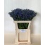 product/img.floraplaza.nl/115782-70-LIVE_fotos-0xFF2B7B3477AF94B01A7B46A80470AAF4F51C26F9.jpg