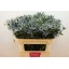 product/img.floraplaza.nl/115782-70-LIVE_fotos-0xFF84CBFA3C4A0D9D0729D68E155A99F3DE3EE992.jpg