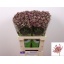 product/img.floraplaza.nl/115818-60-LIVE_fotos-0x74361A048211FA2B23ABBFFB1ED68025E2FEA508.jpg