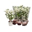 product/img.floraplaza.nl/115819-12-LIVE_fotos-0xEB21F8B7C155987B81962D18154955B1C6C6AC4B.jpg