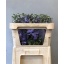 product/img.floraplaza.nl/115832-70-LIVE_fotos-0xA40B53DD919C7171DF701EE6DF16D52A40D8AE94.jpg