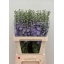 product/img.floraplaza.nl/115832-90-LIVE_fotos-0xC7141A6A8B02B9FB4B9DE2B831B8D9D361B5B4FB.jpg