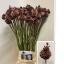 product/img.floraplaza.nl/115846-90-LIVE_fotos-0x8A51F271EB71BDEFB5518710691D07691E17AEEF.jpg