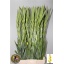 product/img.floraplaza.nl/115848-120-LIVE_fotos-0xF6885ED17CE45CEEE6E8A0DB89DC89A48A85D1AD.jpg