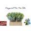 product/img.floraplaza.nl/115858-40-LIVE_fotos-0x9CE4280B1AE22B2052859648CDF6BC2C1A80C524.jpg
