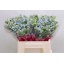 product/img.floraplaza.nl/115858-40-LIVE_fotos-0xAC91BEE8EE91E36BA97A77381C691DC3F2824E04.jpg