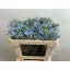 product/img.floraplaza.nl/115858-45-LIVE_fotos-0x0B0CFA0FADC3C894E16BAC24ACFB100F22A7CF85.jpg