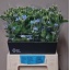 product/img.floraplaza.nl/115858-45-LIVE_fotos-0x35F97DB3DBE52D1D53DF88FDC7ABCA26BC8B4AC9.jpg
