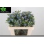 product/img.floraplaza.nl/115858-50-LIVE_fotos-0xD91BA3CB6A1A4ADAF8A5D6385FA01D91114880D8.jpg